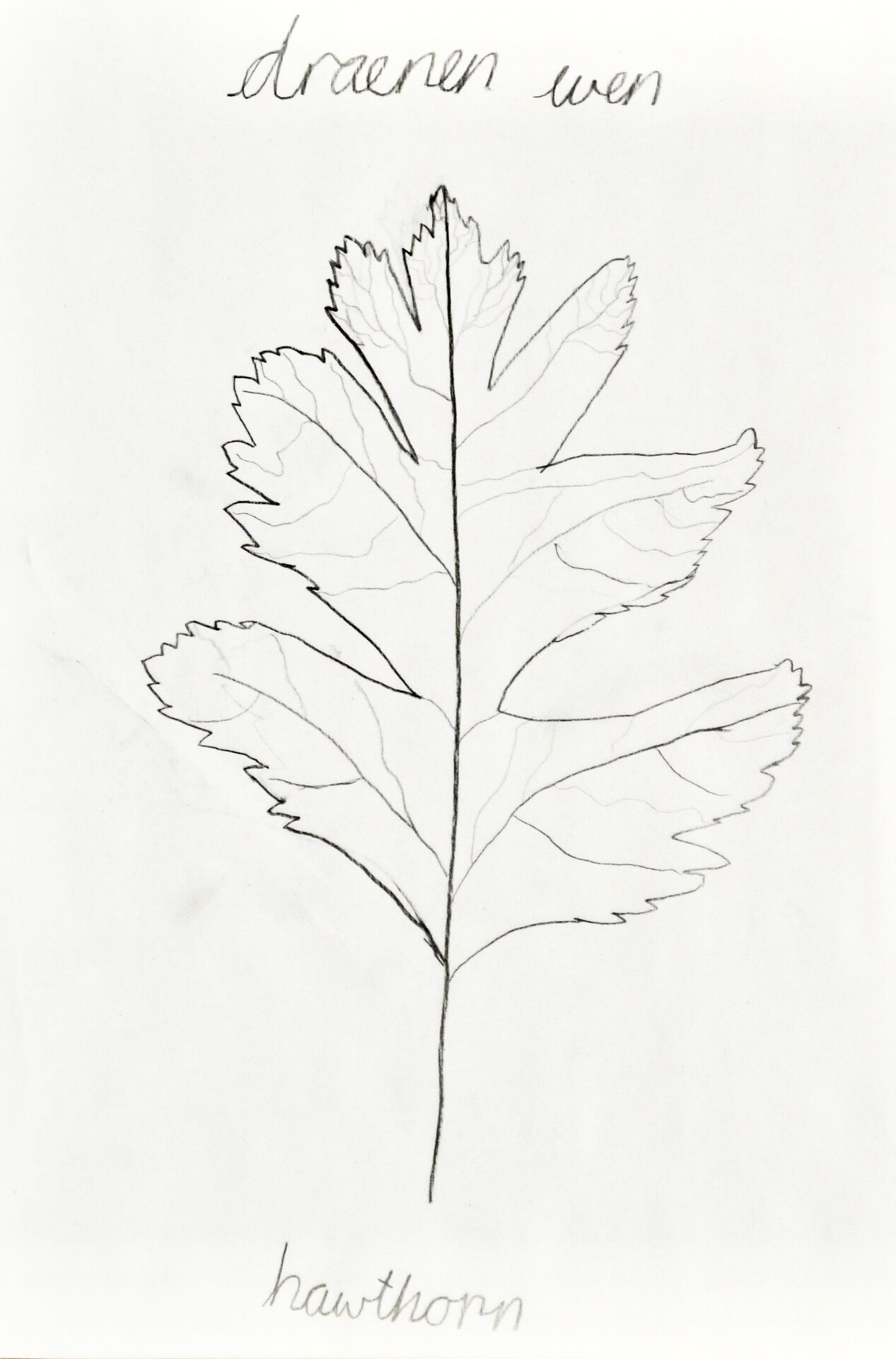 Leaves - Leaf - 1